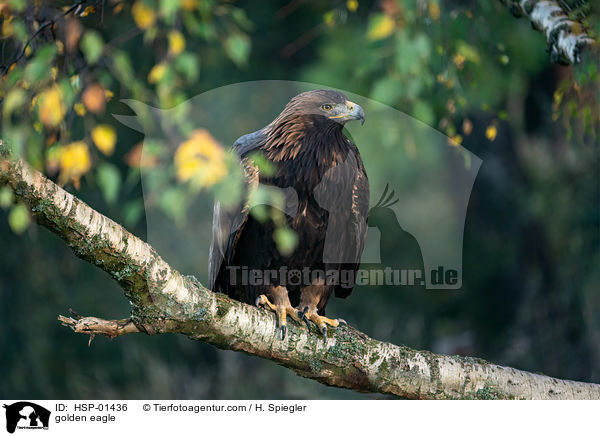 Steinadler / golden eagle / HSP-01436