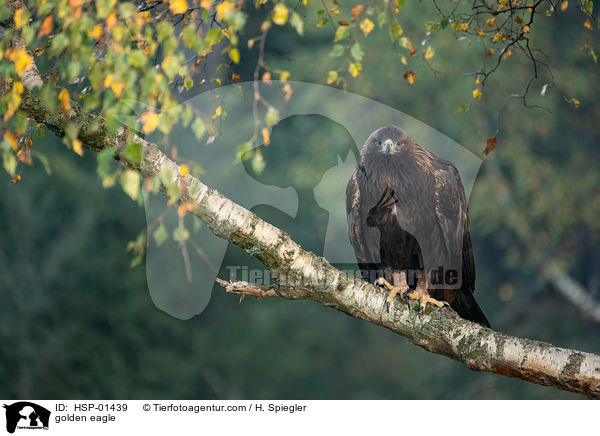 Steinadler / golden eagle / HSP-01439
