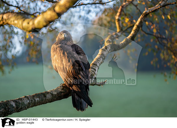 Steinadler / golden eagle / HSP-01443