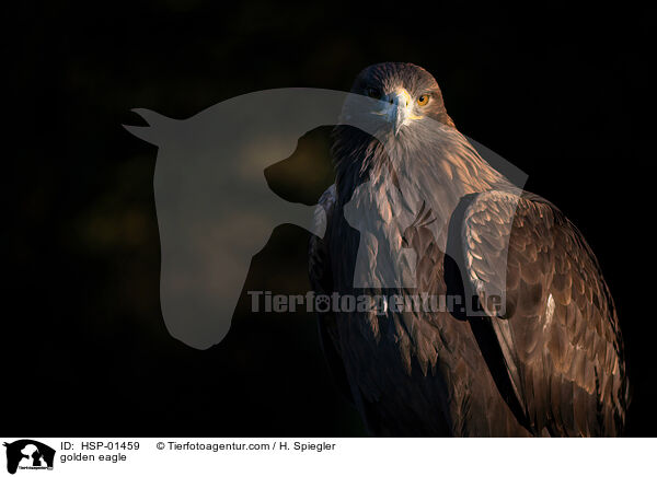 Steinadler / golden eagle / HSP-01459
