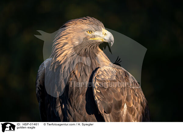 Steinadler / golden eagle / HSP-01461