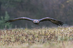 flying golden eagle