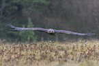 flying golden eagle