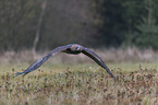 flying golden eagle