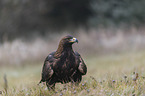 sitting golden eagle