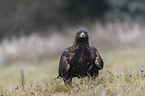 sitting golden eagle