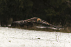 flying golden eagle