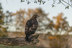 sitting Golden Eagle