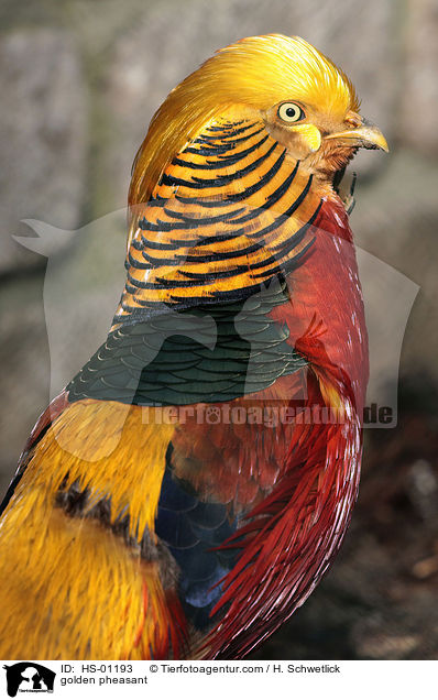 Goldfasan / golden pheasant / HS-01193