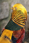 golden pheasant