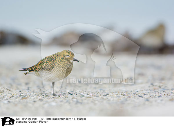 stehender Goldregenpfeifer / standing Golden Plover / THA-08108