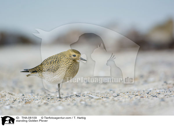 stehender Goldregenpfeifer / standing Golden Plover / THA-08109