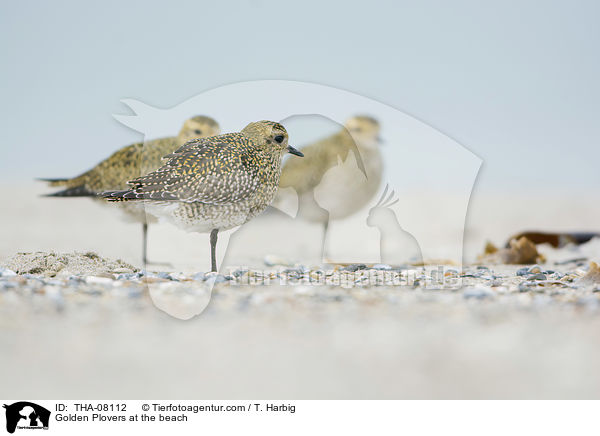 Goldregenpfeifer am Strand / Golden Plovers at the beach / THA-08112