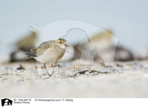 Goldregenpfeifer / Golden Plover / THA-08114