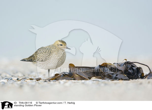 stehender Goldregenpfeifer / standing Golden Plover / THA-08116