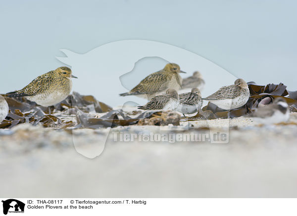 Goldregenpfeifer am Strand / Golden Plovers at the beach / THA-08117