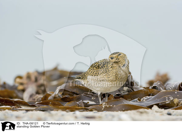 stehender Goldregenpfeifer / standing Golden Plover / THA-08121