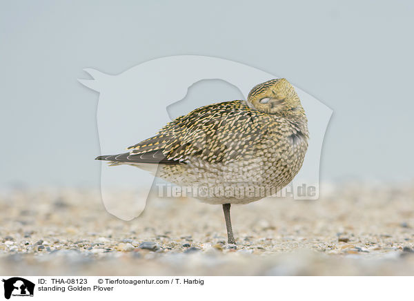 stehender Goldregenpfeifer / standing Golden Plover / THA-08123