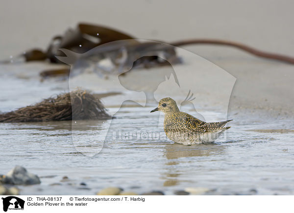 Goldregenpfeifer im Wasser / Golden Plover in the water / THA-08137