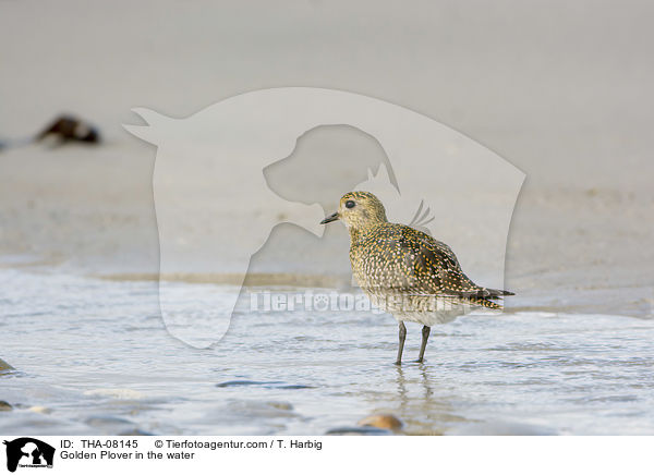 Goldregenpfeifer im Wasser / Golden Plover in the water / THA-08145