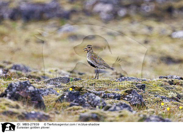 Eurasian golden plover / MBS-27839