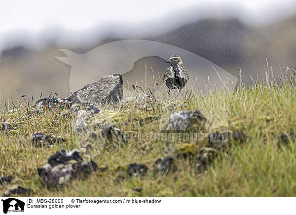 Eurasian golden plover / MBS-28000