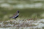 Eurasian golden plover