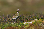 European Golden Plover