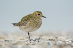 standing Golden Plover