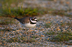 Eurasian golden plover