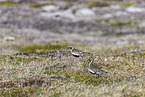 Eurasian golden plover