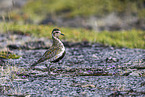 Eurasian golden plover