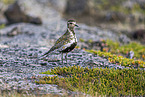 Eurasian golden plover