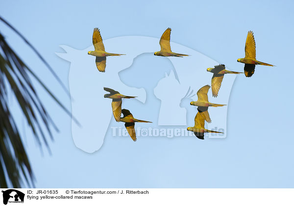 fliegende Goldnackenaras / flying yellow-collared macaws / JR-01635