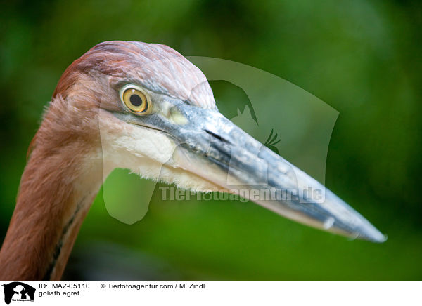 Goliathreiher / goliath egret / MAZ-05110