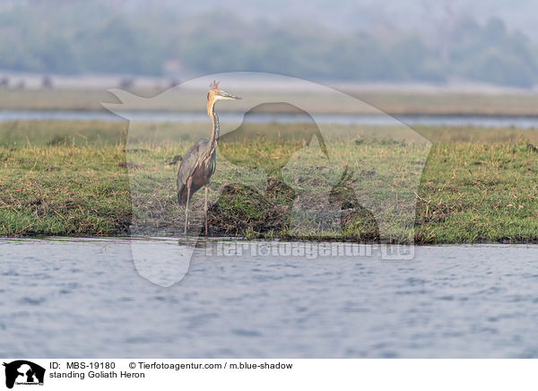 standing Goliath Heron / MBS-19180