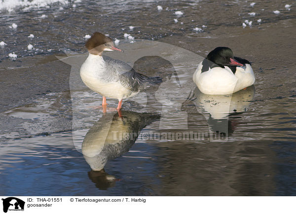 Gnsesger / goosander / THA-01551