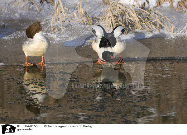 Gnsesger / goosander / THA-01555