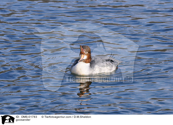 Gnsesger / goosander / DMS-01783