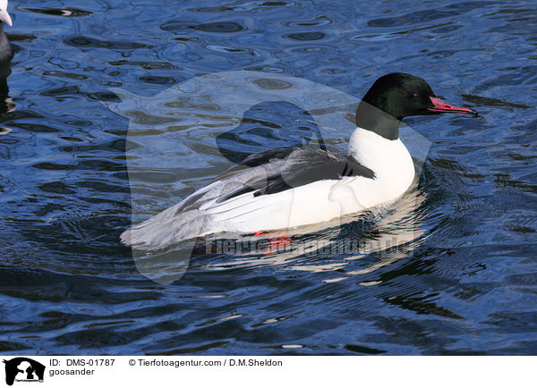 Gnsesger / goosander / DMS-01787