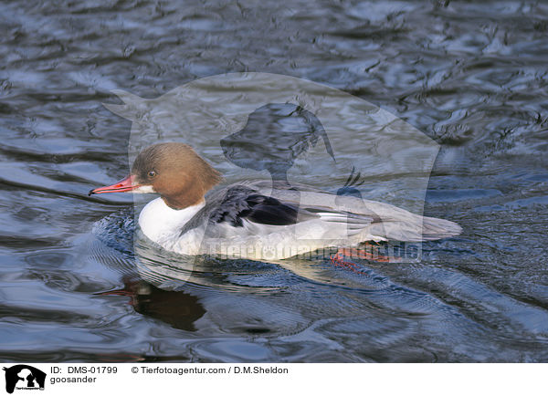 Gnsesger / goosander / DMS-01799