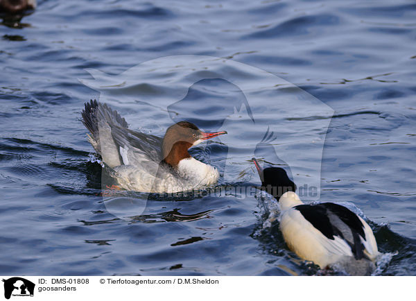 Gnsesger / goosanders / DMS-01808