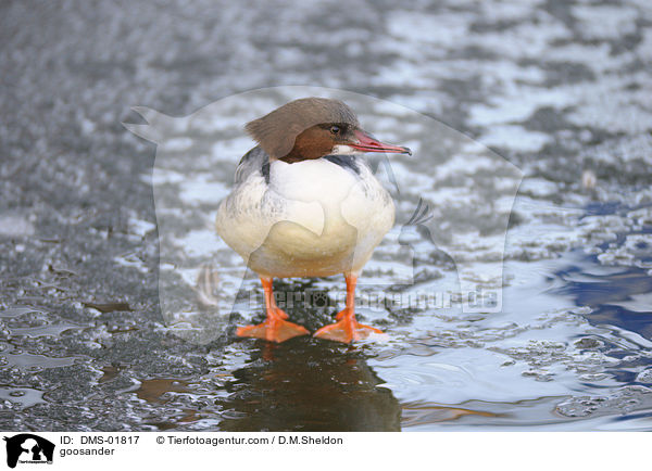 Gnsesger / goosander / DMS-01817