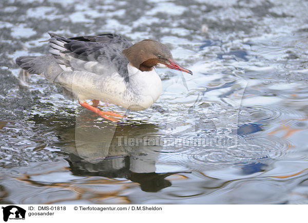 Gnsesger / goosander / DMS-01818