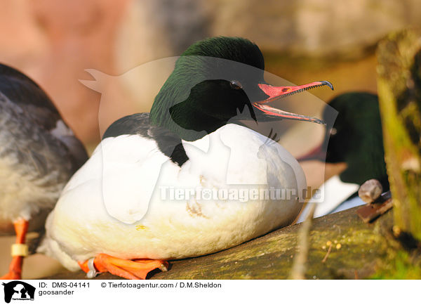 Gnsesger / goosander / DMS-04141