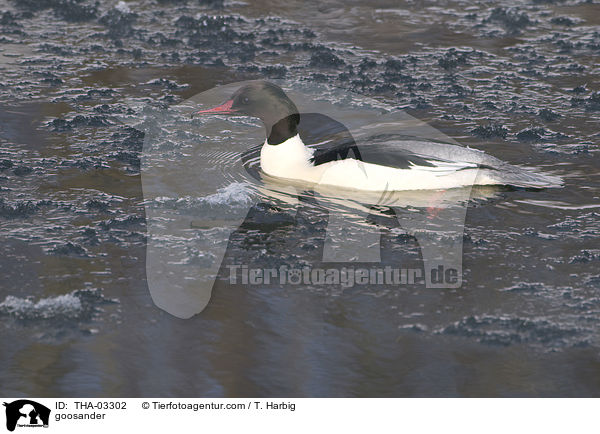 Gnsesger / goosander / THA-03302