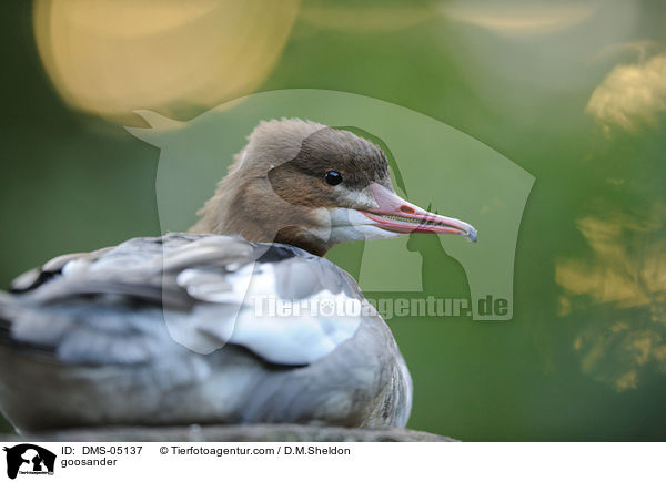 goosander / DMS-05137