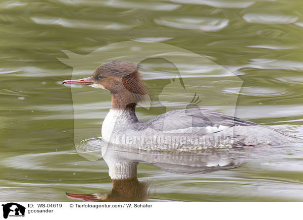 Gnsesger / goosander / WS-04619