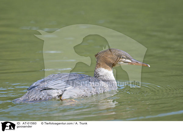 Gnsesger / goosander / AT-01560