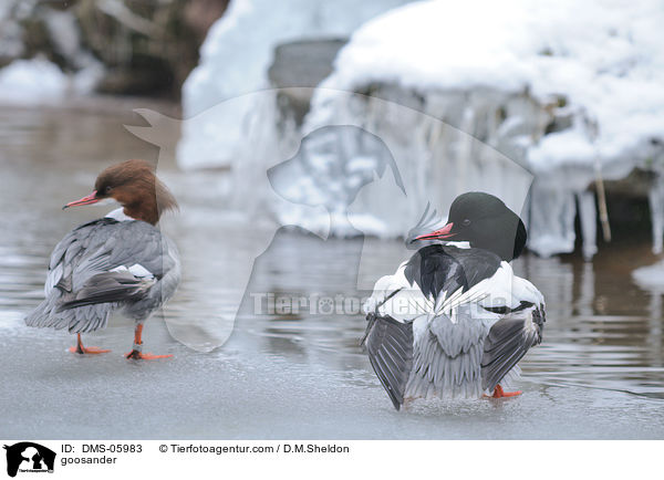 Gnsesger / goosander / DMS-05983